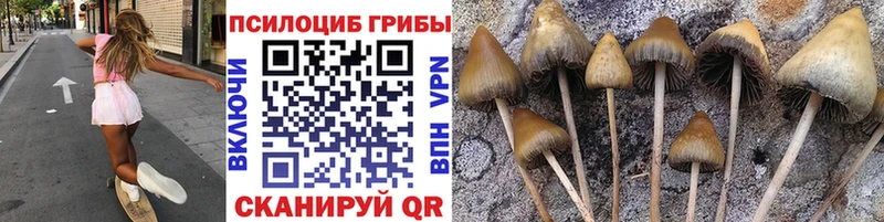 Купить где  Тейково  Галлюциногенные грибы Psilocybe 